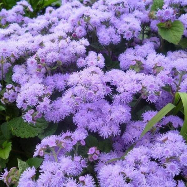 5207D Агератум Хоустона Кона Блю 10шт 5207D Агератум Хоустона Кона Блю 10шт