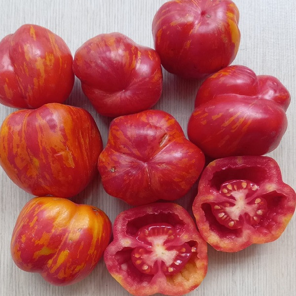 7062T Томат Полосатая пещера 10шт 7062T Томат Полосатая пещера 10шт