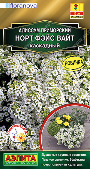 1200A Алиссум Норт фэйс вайт каскадный 12 шт