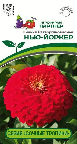 3371P Цинния F1 НЬЮ-ЙОРКЕР / георгиновидная 4 шт