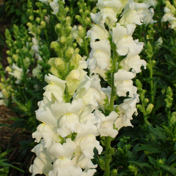 5208D Антирринум (Львиный зев) Кул Вайт 10шт