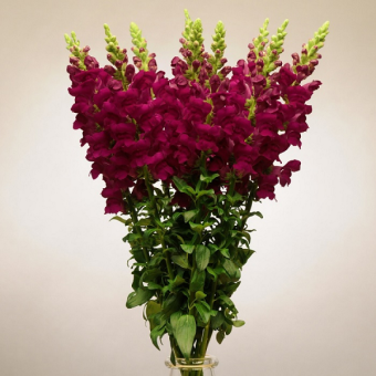 5209D Антирринум (Львиный зев) Кул Кримсон 10шт