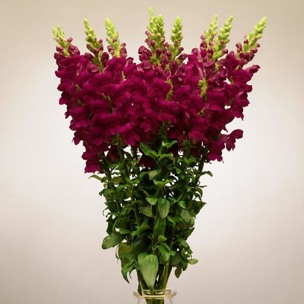 5209D Антирринум (Львиный зев) Кул Кримсон 10шт