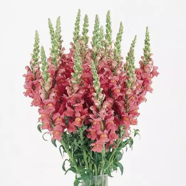 5210D Антирринум (Львиный зев) Кул Роуз 10шт 5210D Антирринум (Львиный зев) Кул Роуз 10шт