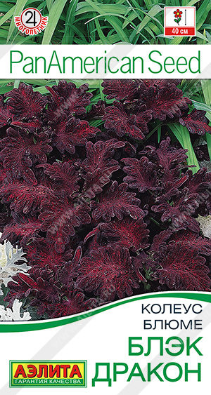 1502A Колеус блюме Блэк дракон 10шт