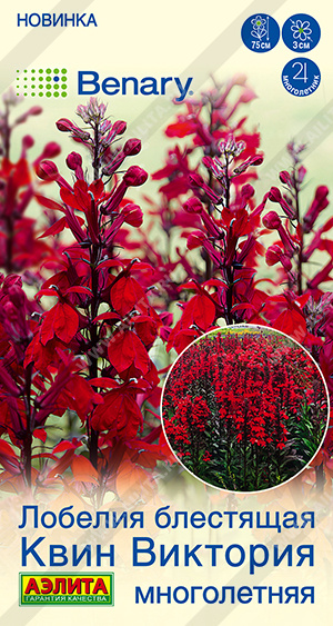 2014A Лобелия многолетняя Квин Виктория 7шт