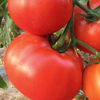 5091D Томат Изящный F1 5шт