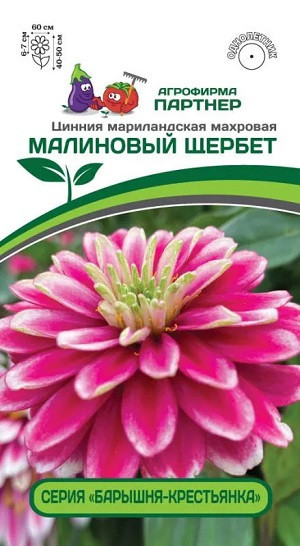 3375P Цинния МАЛИНОВЫЙ ЩЕРБЕТ / мариландская махровая 5 шт