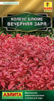1503A Колеус блюме Вечерняя заря 5шт