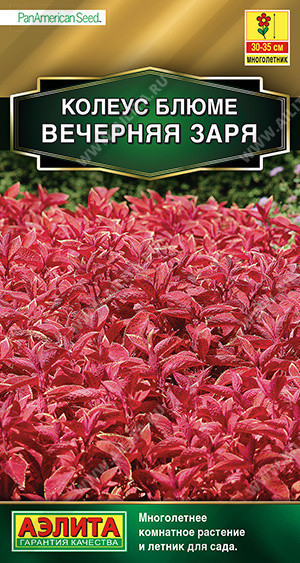 1503A Колеус блюме Вечерняя заря 5шт