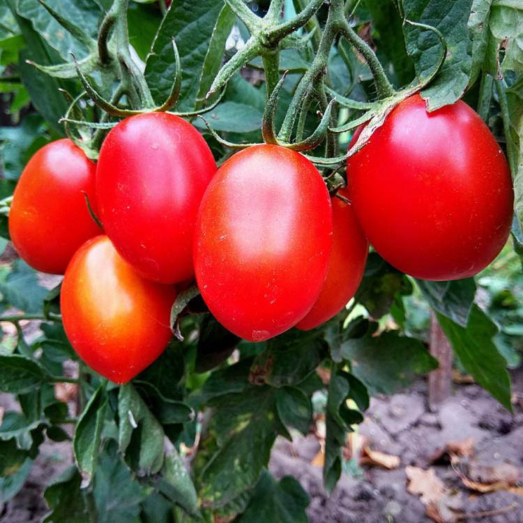 5092D Томат Ирэн F1 5шт 5092D Томат Ирэн F1 5шт