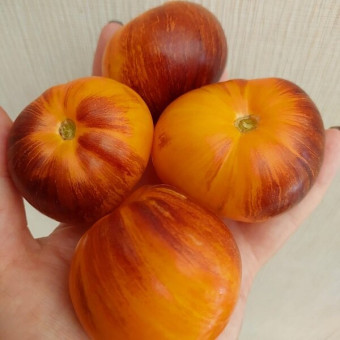 7067Т Томат Рыжая комета Софии 5шт