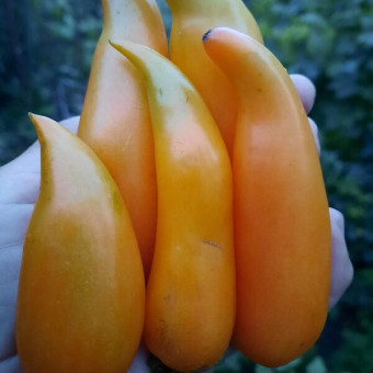 7171Т Томат Золотые туфельки султана 5шт