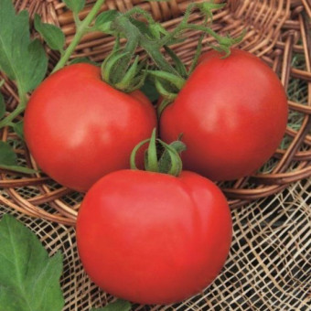 5093D Томат Капитан F1 5шт