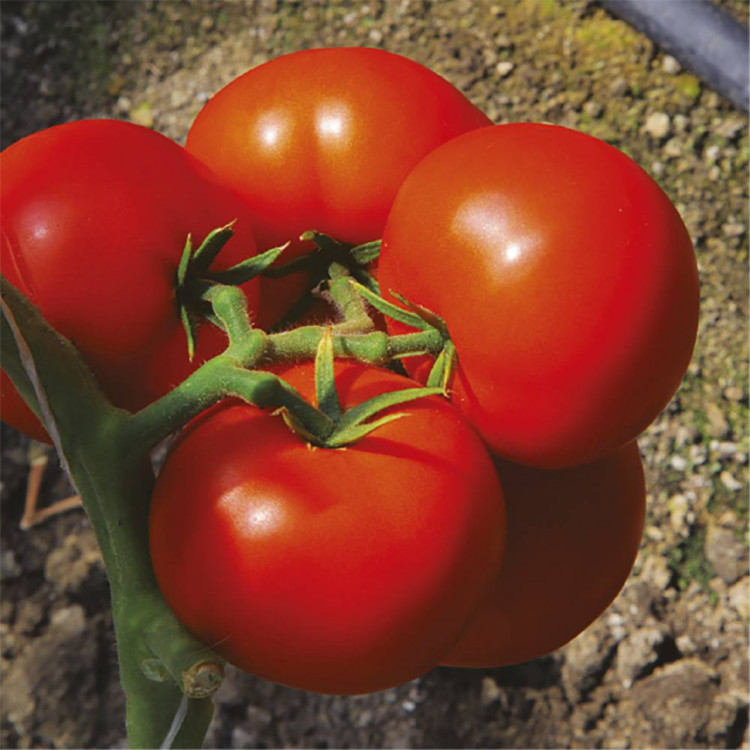 5094D Томат Коралловый риф F1 5шт 5094D Томат Коралловый риф F1 5шт