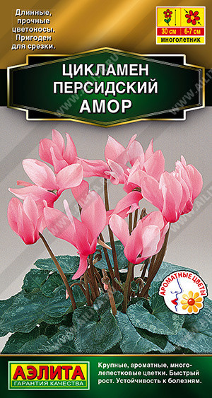 1907A Цикламен персидский Амор 3 шт