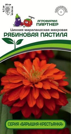 3378P Цинния РЯБИНОВАЯ ПАСТИЛА / мариландская махровая 5 шт