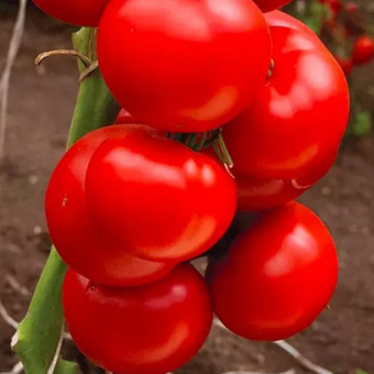 5096D Томат Крылатый F1 5шт