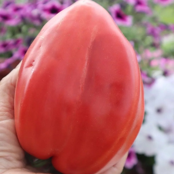 7070T Томат Сердце Марты 5шт 7070T Томат Сердце Марты 5шт