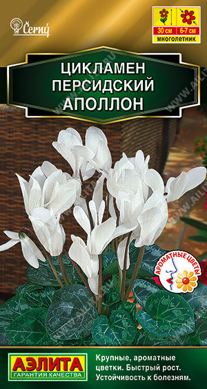 1908A Цикламен персидский Аполлон 3 шт