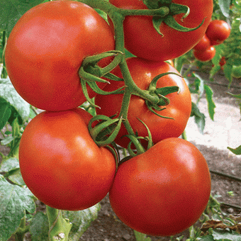 5102D Томат Океан F1 5 шт