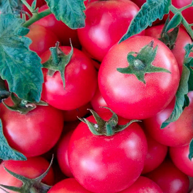 5097D Томат Ляна 5шт 5097D Томат Ляна 5шт