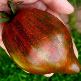 7071T Томат Сердце Марши 10шт