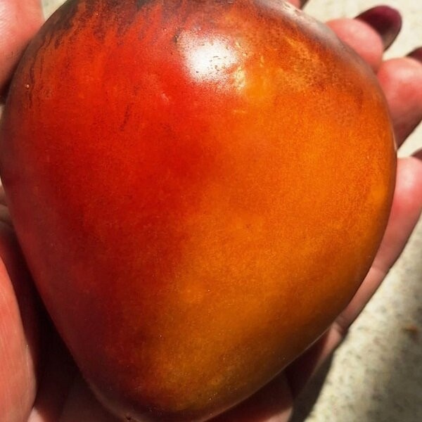 7175Т Томат Клубничный сержант биколор 5шт 7175Т Томат Клубничный сержант биколор 5шт