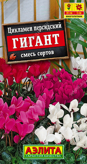 1909A Цикламен персидский Гигант, смесь сортов 3 шт