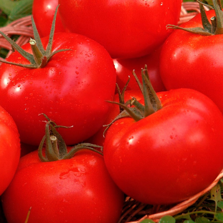 5098D Томат Маргарита блюз F1 5шт