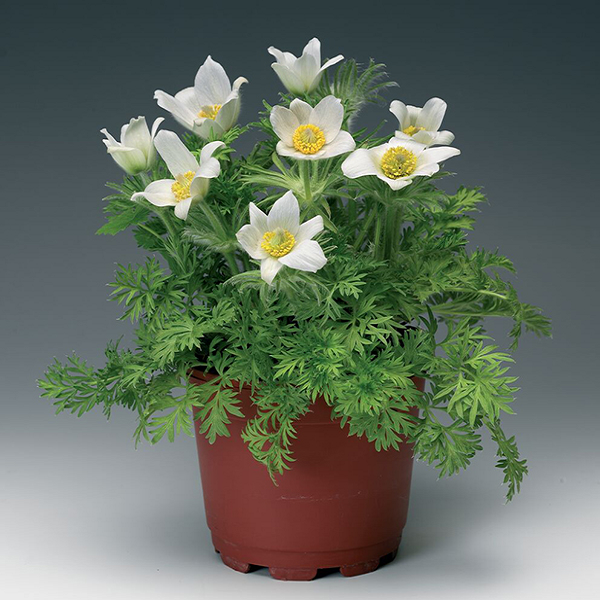 5217D Прострел обыкновенный Пинвилл Вайт 10шт 5217D Прострел обыкновенный Пинвилл Вайт 10шт