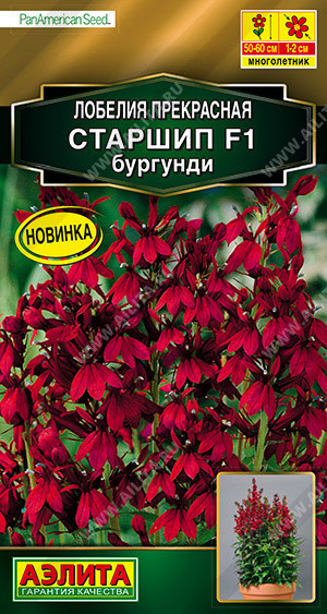 1610A Лобелия Старшип F1, бургунди 5 шт