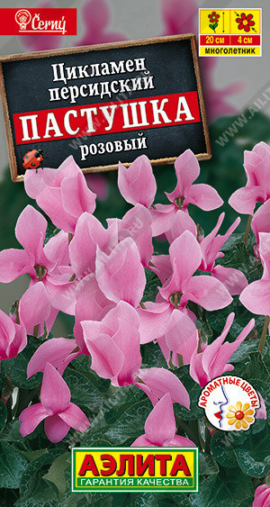 1910A Цикламен персидский Пастушка розовый 3 шт