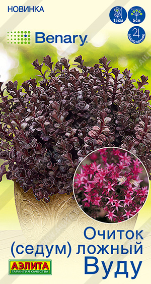 2021A Очиток (Седум) ложный Вуду 5шт 2021A Очиток (Седум) ложный Вуду 5шт