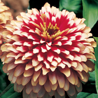 5218D Цинния изящная Свиззл Черри энд Айвори 5шт