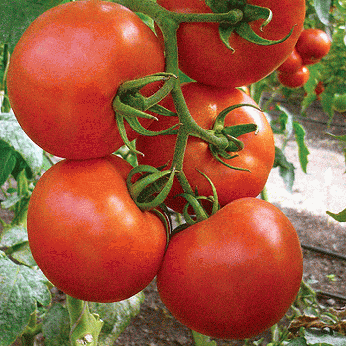 5102D Томат Океан F1 5шт 5102D Томат Океан F1 5шт