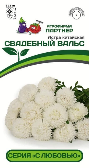 3283P Астра китайская СВАДЕБНЫЙ ВАЛЬС 5 шт