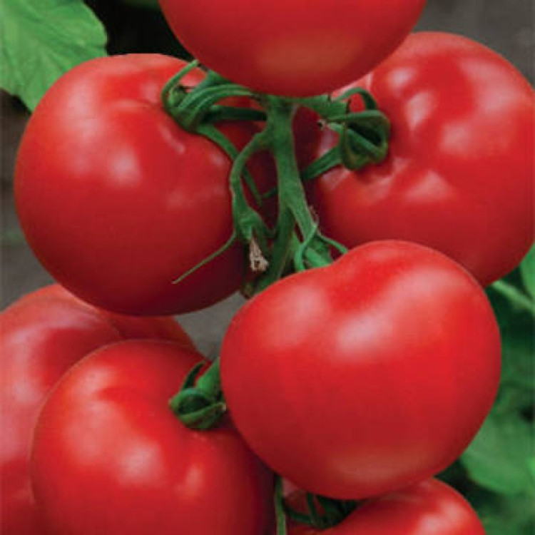 5103D Томат Пегас F1 5шт