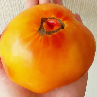 7179Т Томат Мери Робинсон 10шт