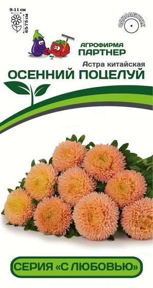3284P Астра китайская ОСЕННИЙ ПОЦЕЛУЙ 5 шт