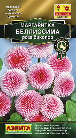 1610 Маргаритка Беллиссима роза биколор 7 шт
