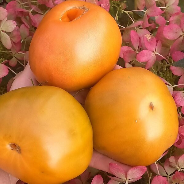 7182Т Томат Суровая дыня немцев поволжья 10шт