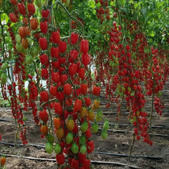 5110D Томат Сладкий Фонтан F1 5шт