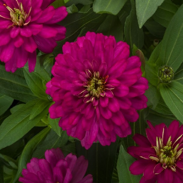 5224D Цинния мариландская Зайдеко Черри 5шт 5224D Цинния мариландская Зайдеко Черри 5шт