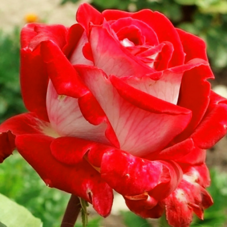 Икс роз. Роза чайно-гибридная Латин леди. Роза чайно-гибридная латина. Роза чайно-гибридная (Rosa Latina. Розы чайно гибридные латина леди.