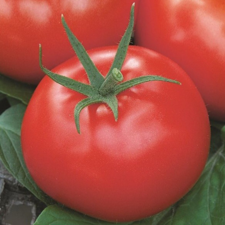 5111D Томат Сударь F1 5шт 5111D Томат Сударь F1 5шт