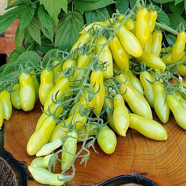 7081Т Томат Танцующие зелёные пальцы 5шт 7081Т Томат Танцующие зелёные пальцы 5шт