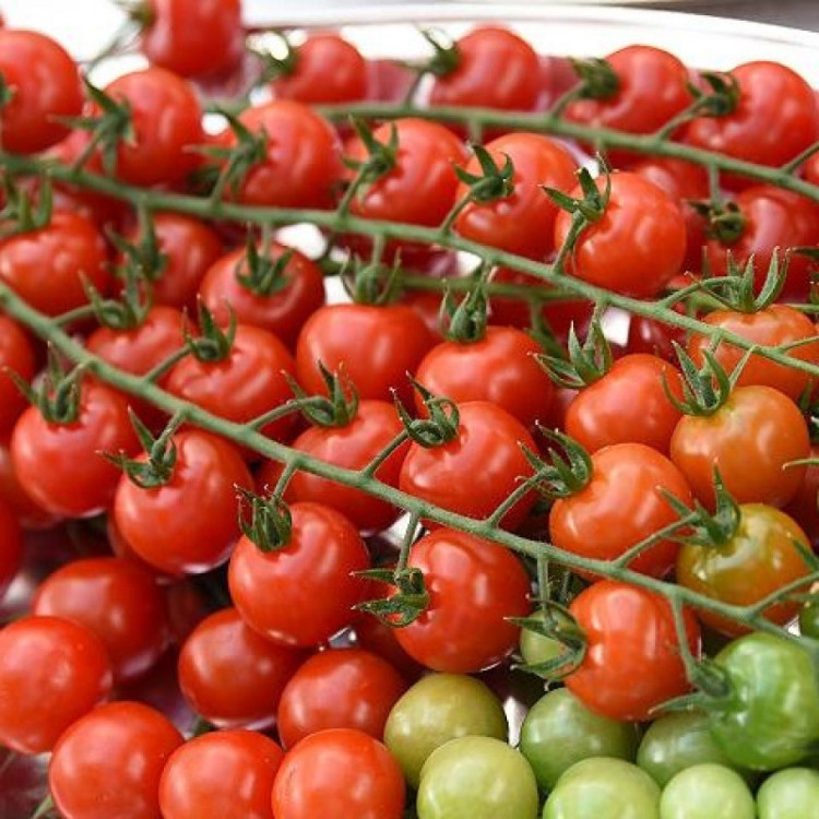 5112D Томат Терек F1 5шт 5112D Томат Терек F1 5шт