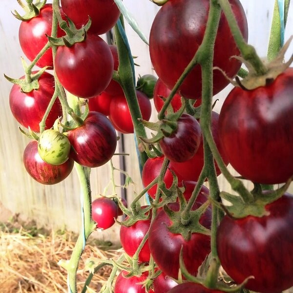 7185Т Томат Черная клубника 10шт 7185Т Томат Черная клубника 10шт