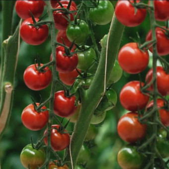 5113D Томат Эльф F1 5шт